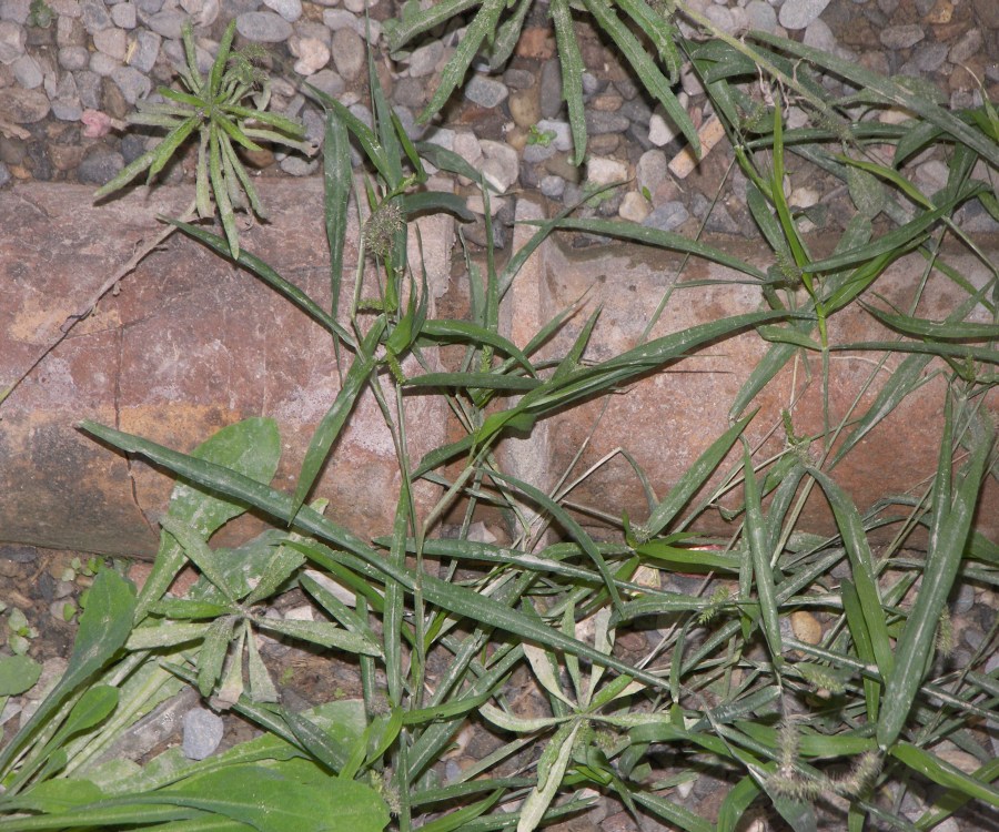 Pipe used for water distribution or possible draiange